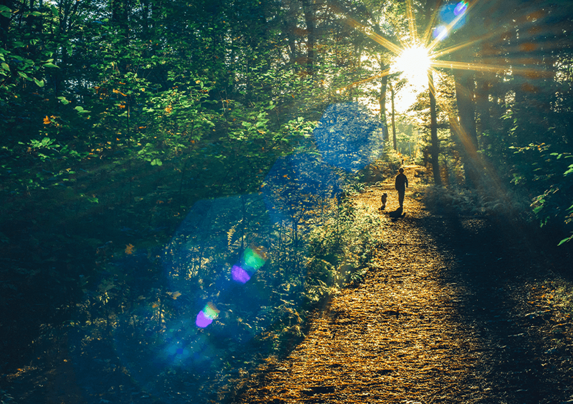 Clogrennane Woods (Ballinabranna, Co. Carlow)