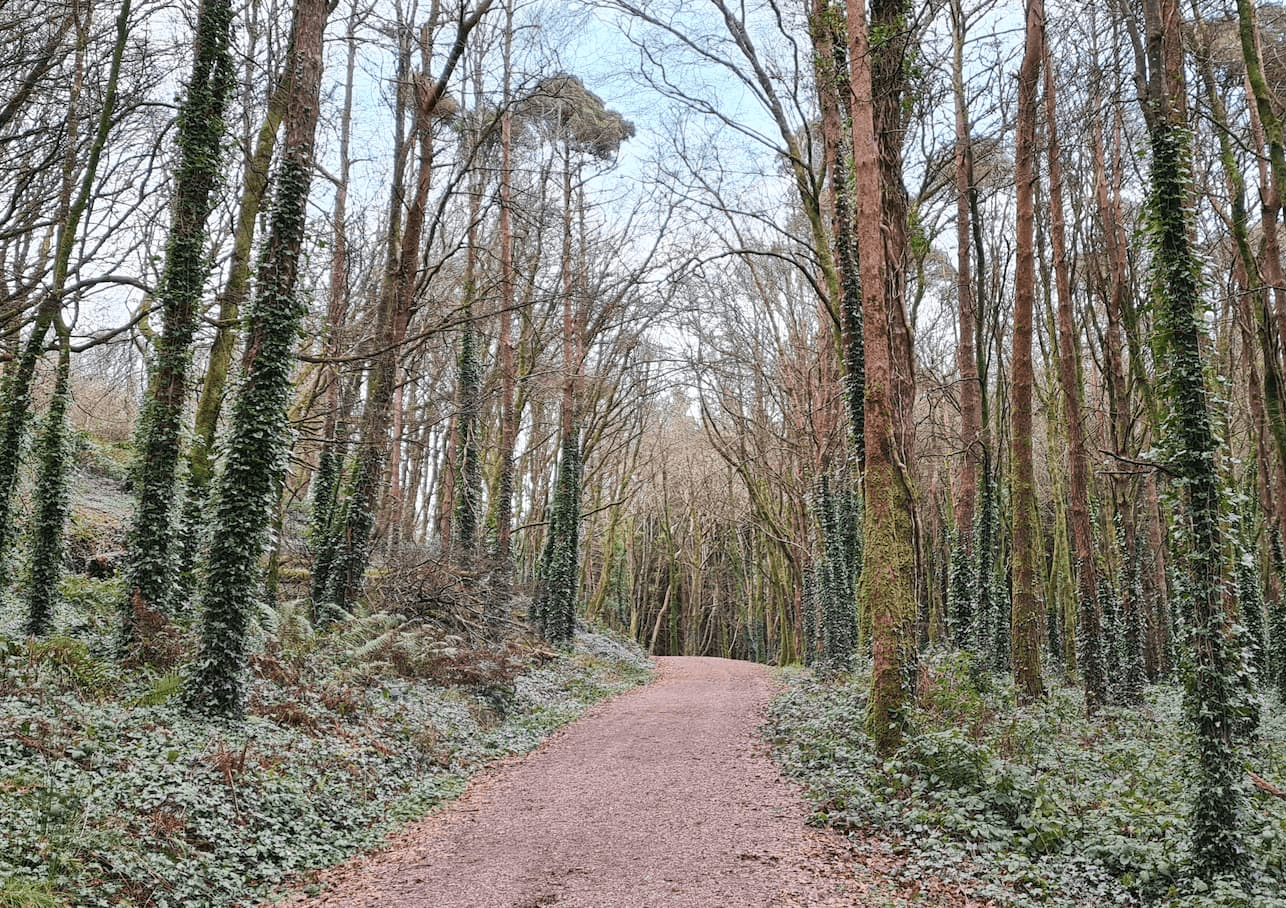 Castlefreke Woods Long Loop Walk