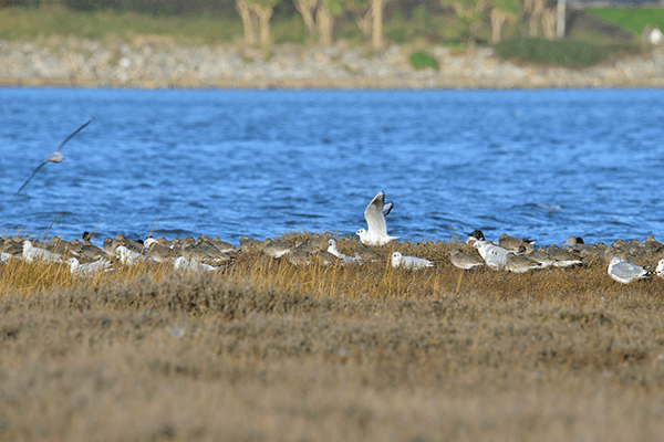 Cuskinny Nature Reserve to Ballymore Village