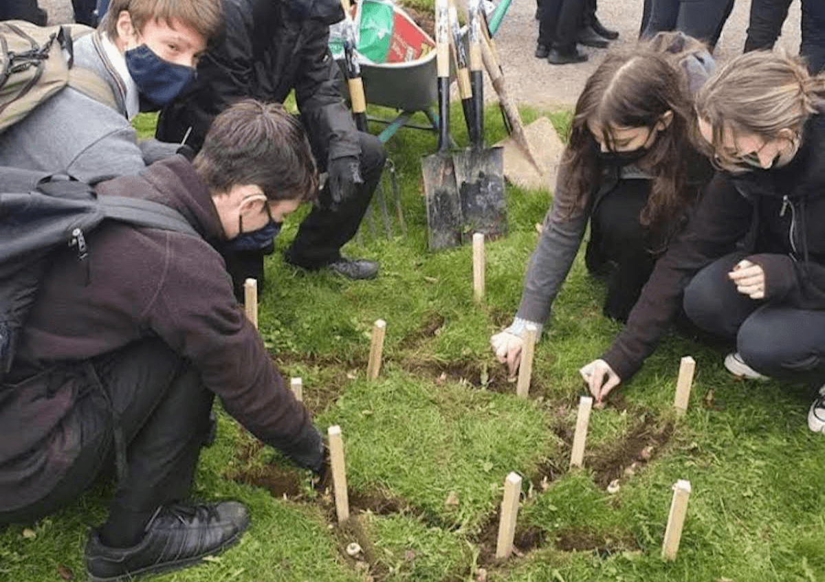 Crocus Project Colaiste Muire