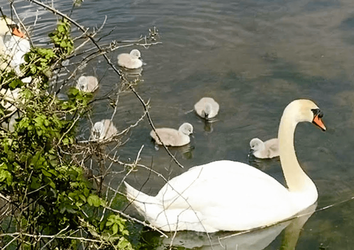 Cuskinny Nature Reserve