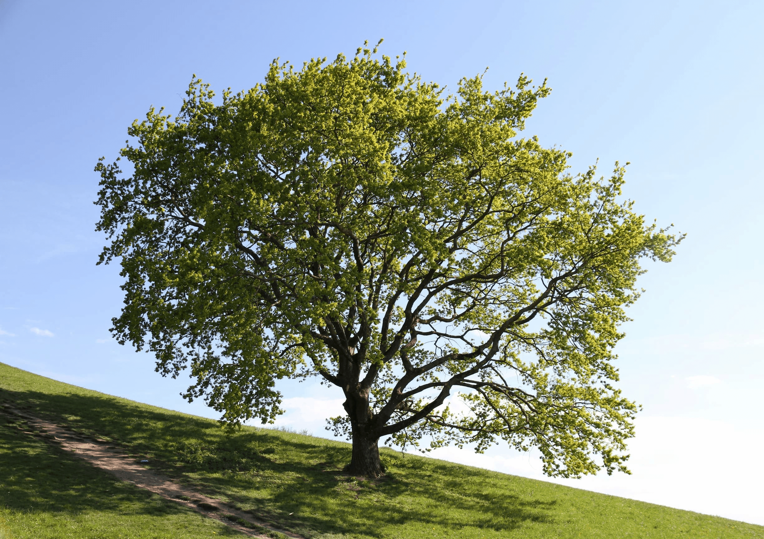 National Tree Week: How can you get involved?