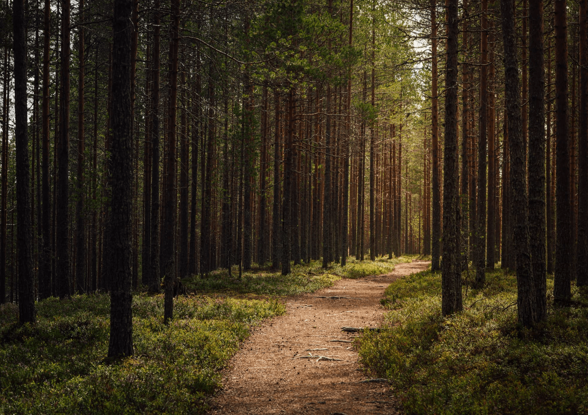 Free 6-Week Walking Programme in Gort | Nature for Health