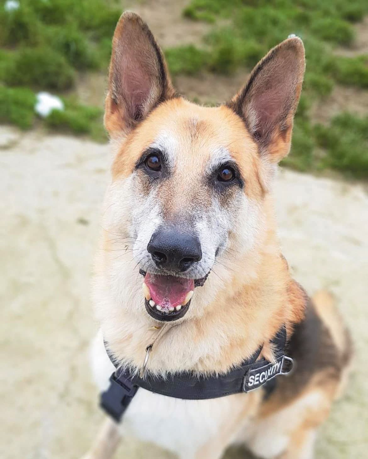 Dog of the Week: Meet Chisum