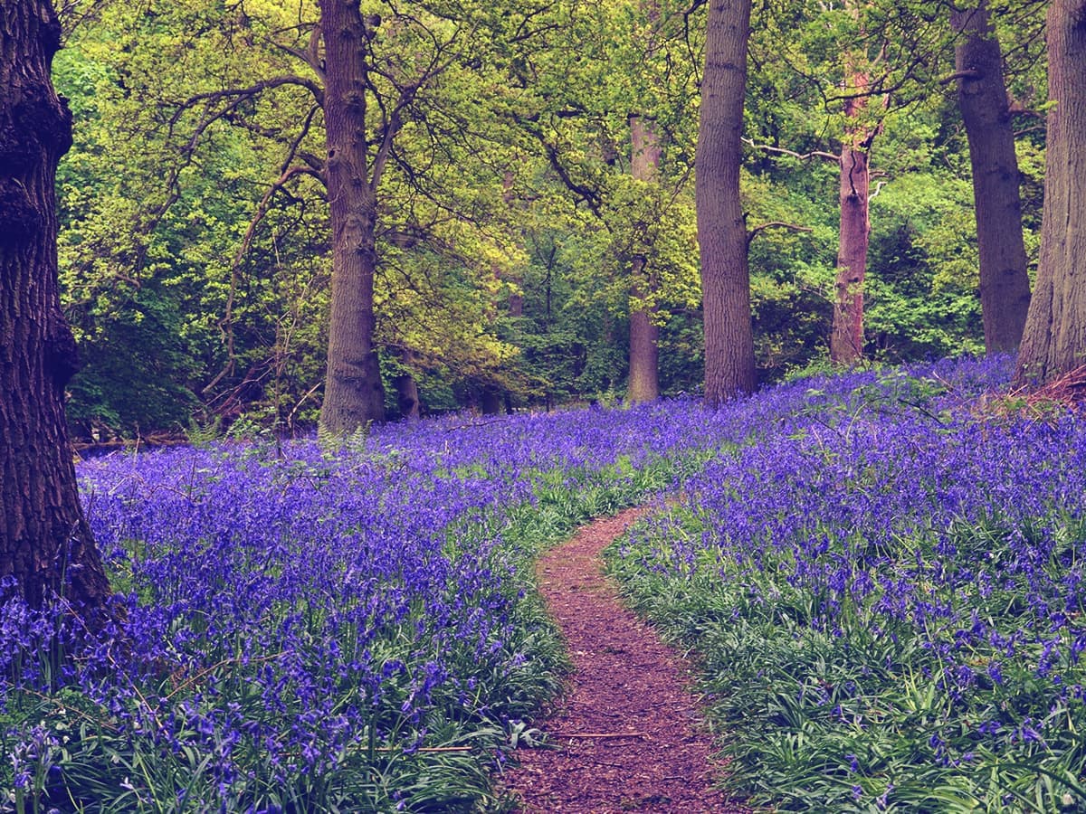 Kilbarry Wood Walk, Coolagown