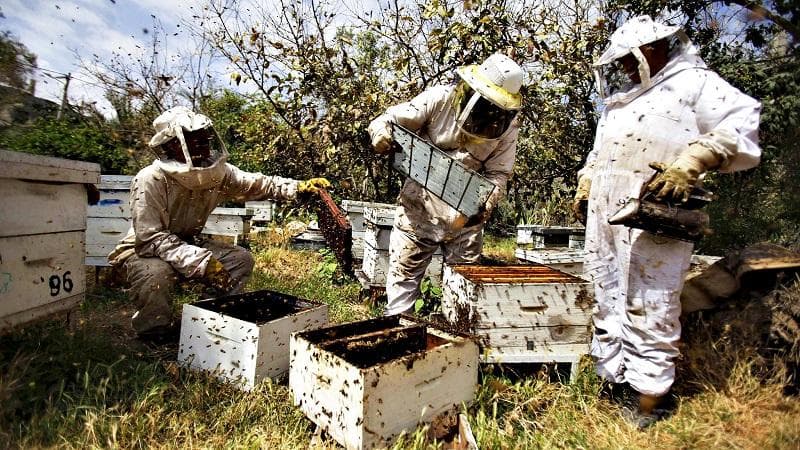 BeeKeeping beginners classes