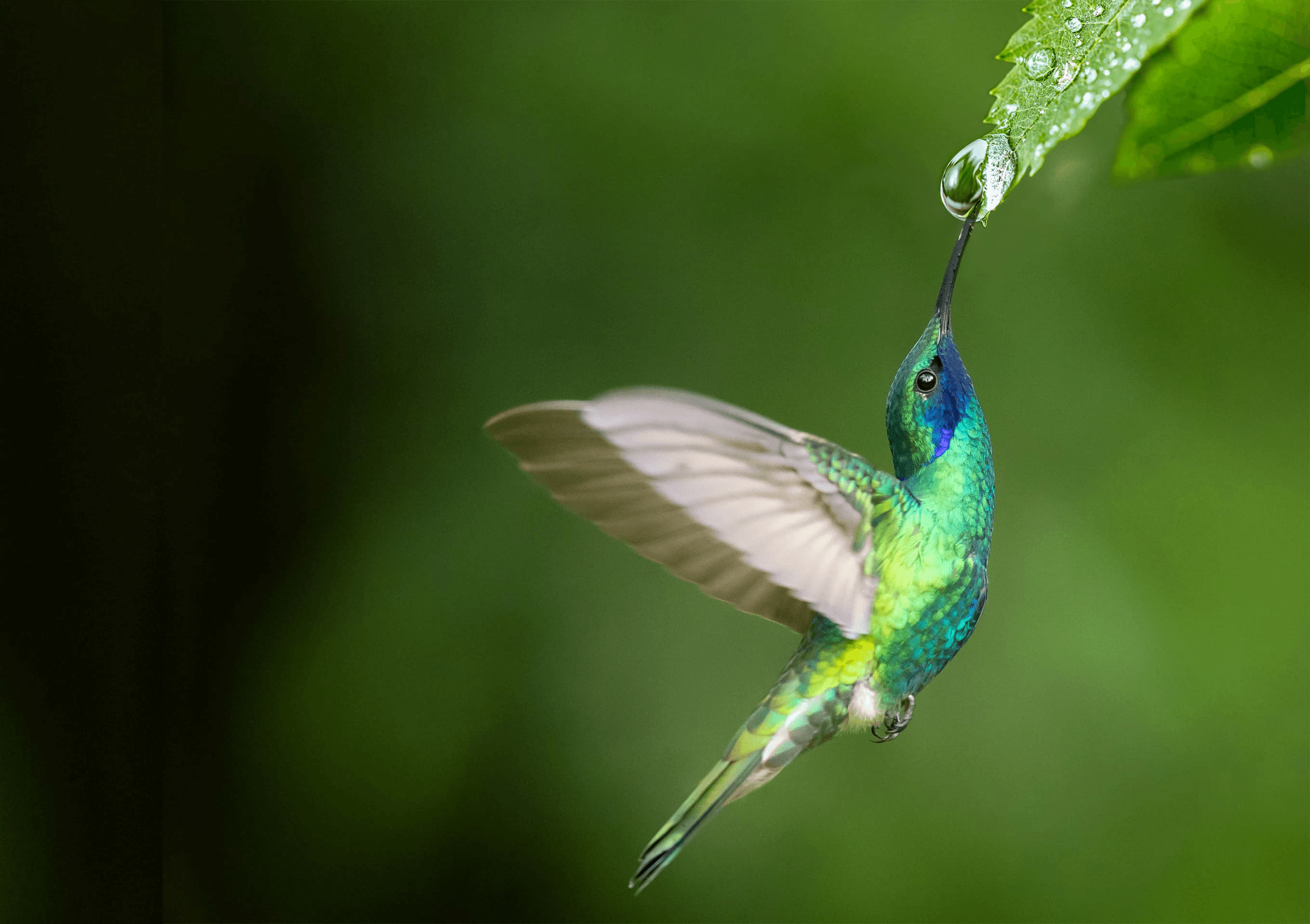 World Environment Day: The Story of the Hummingbird