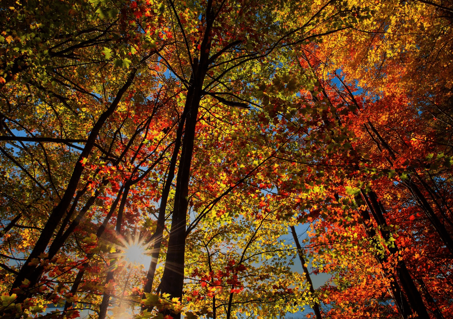 Autumnal Adventures in Fermoy: Discover the Best Hiking Trails