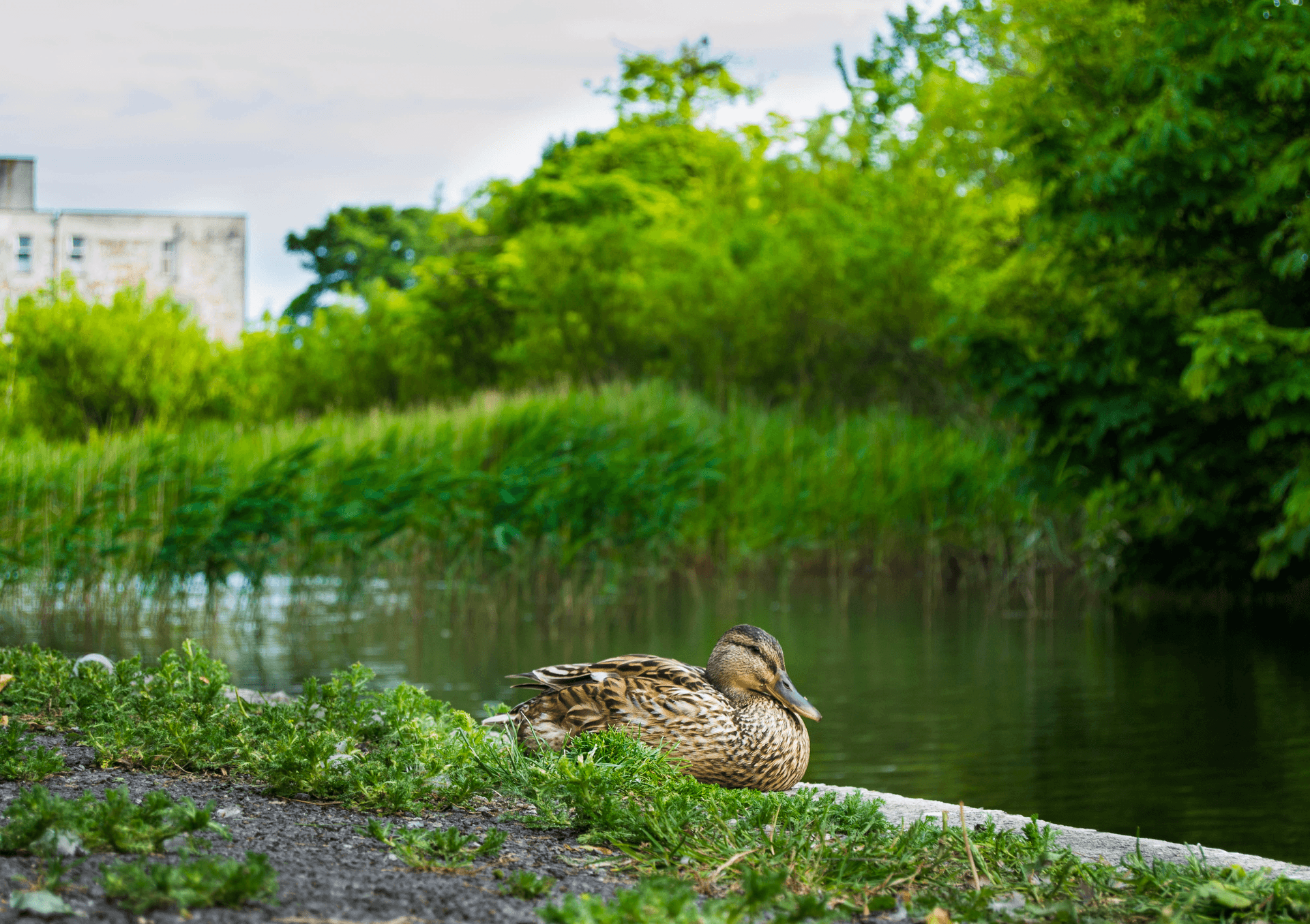 Mindfulness: Finding Connection with Nature