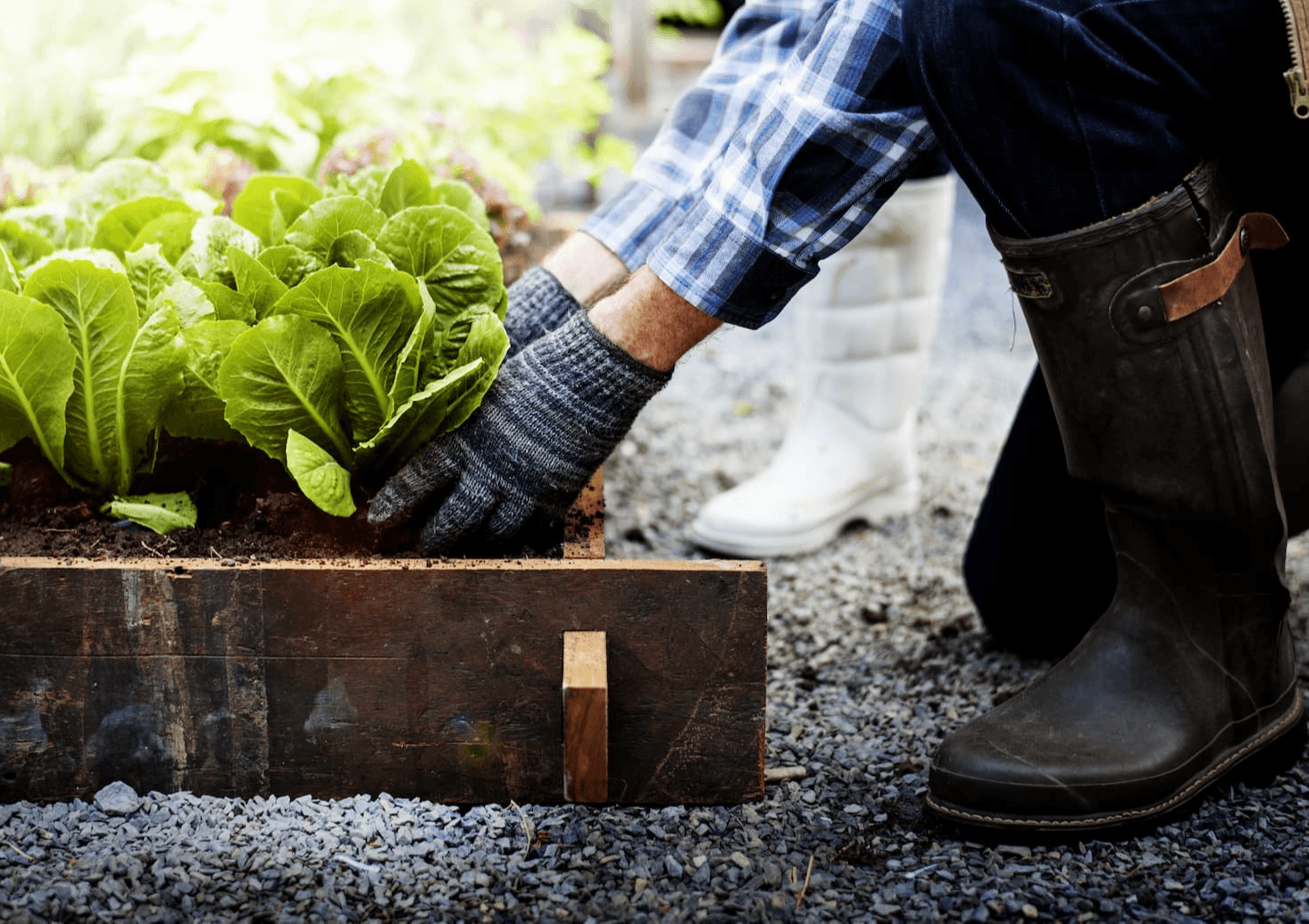 Good Neighbour's Guide to Gardening in Spring 