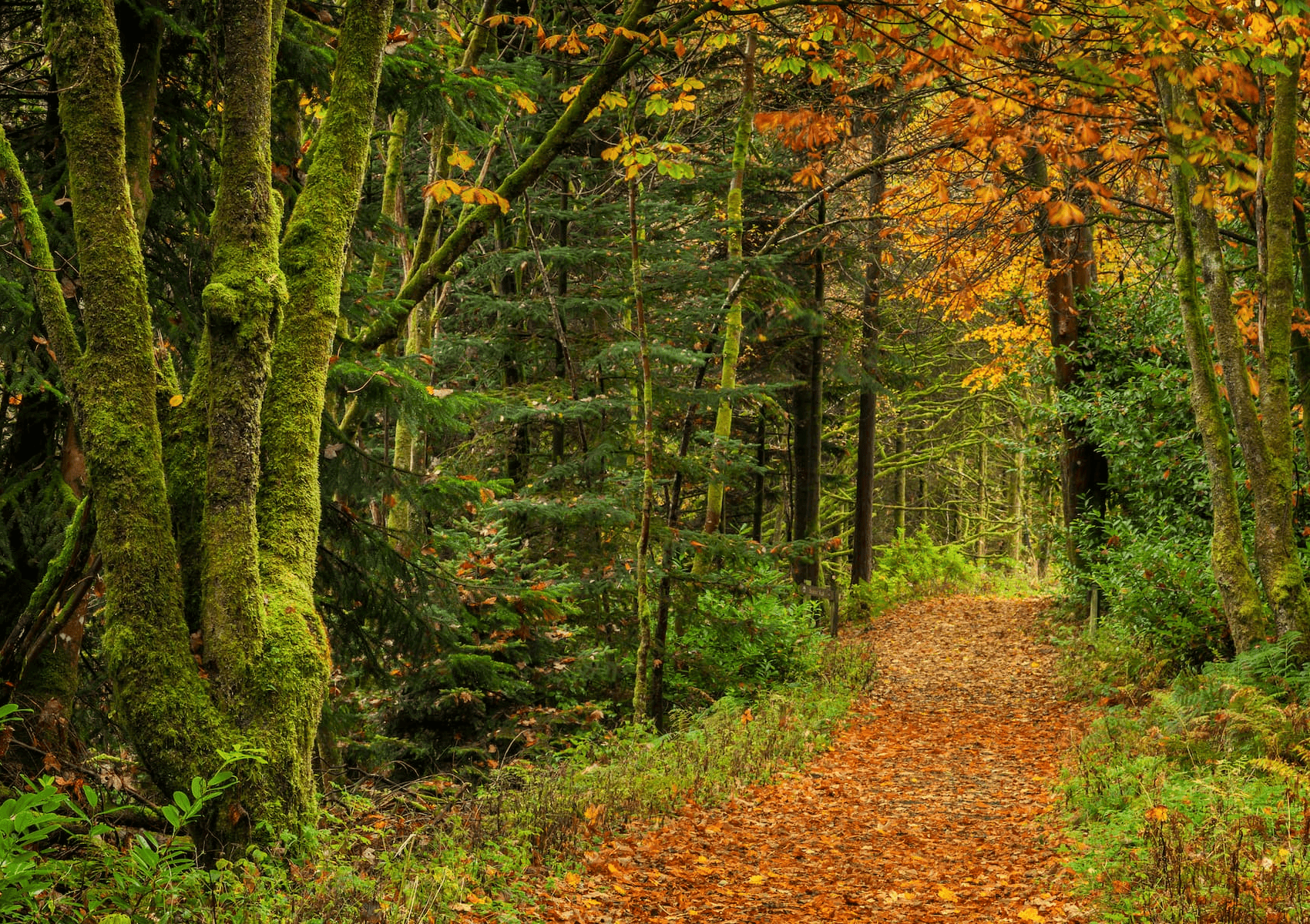  Coille an Fhaltaigh Millennium Park - Long