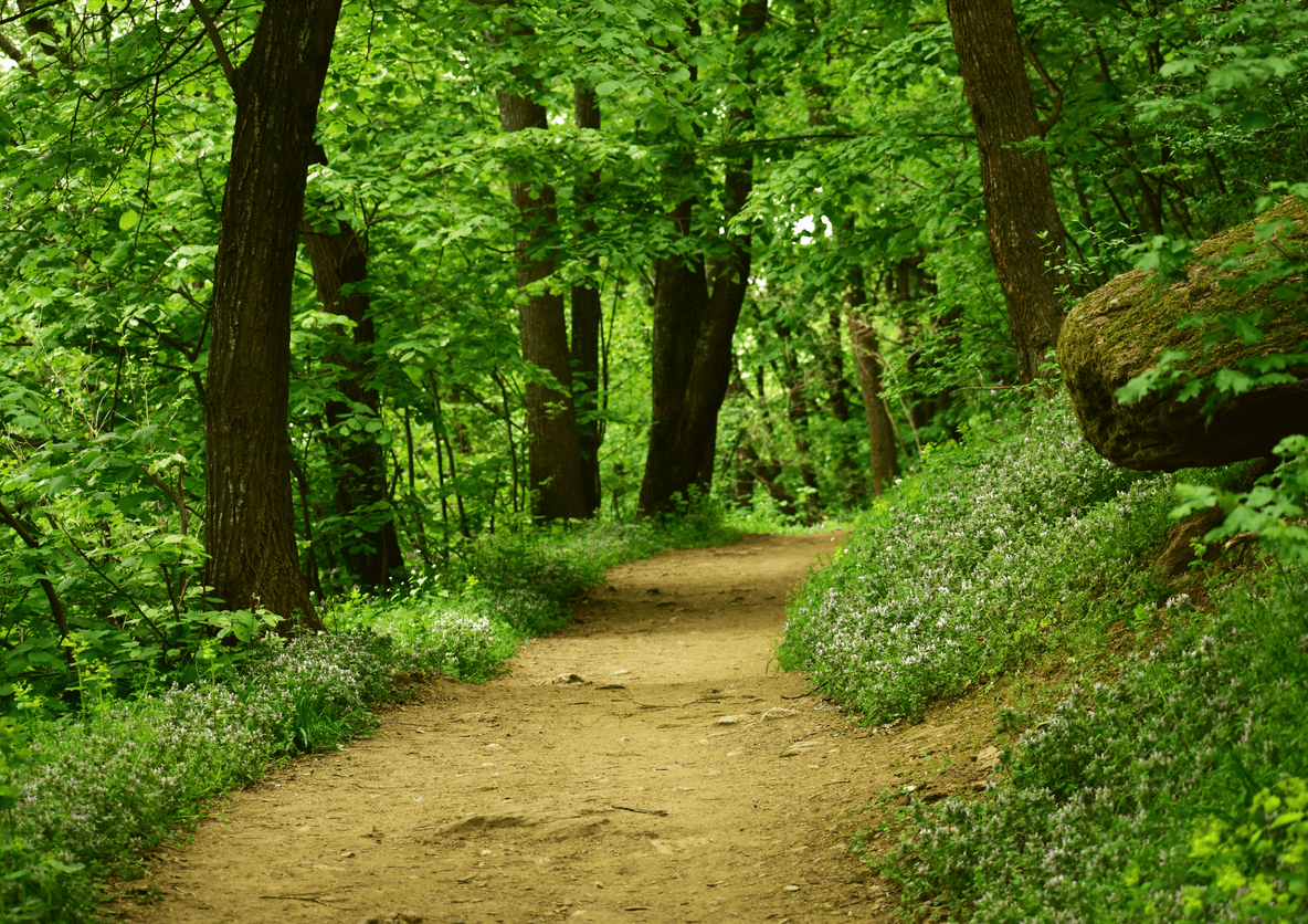 Jenkinstown Wood - Jenkinstown Wood loop