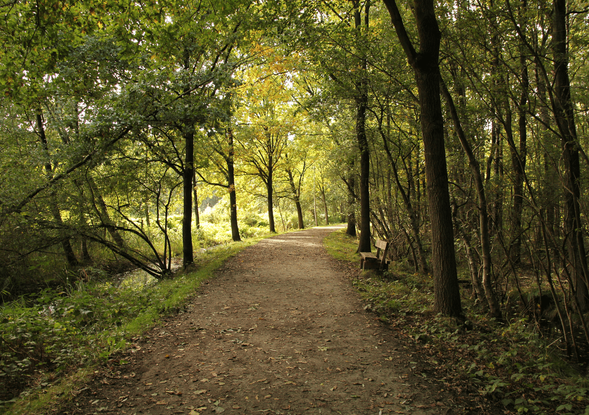 Jenkinstown Wood - Walled Garden loop