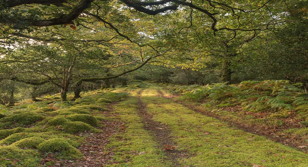 Two week road closure at Tomies Wood