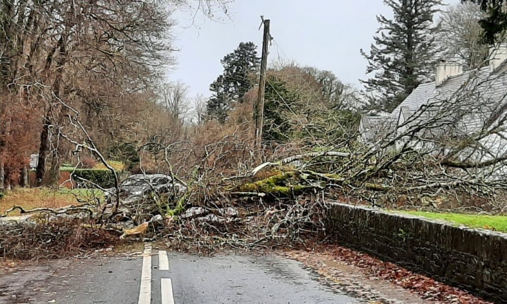 Muckross Road reopened after fallen tree cleared