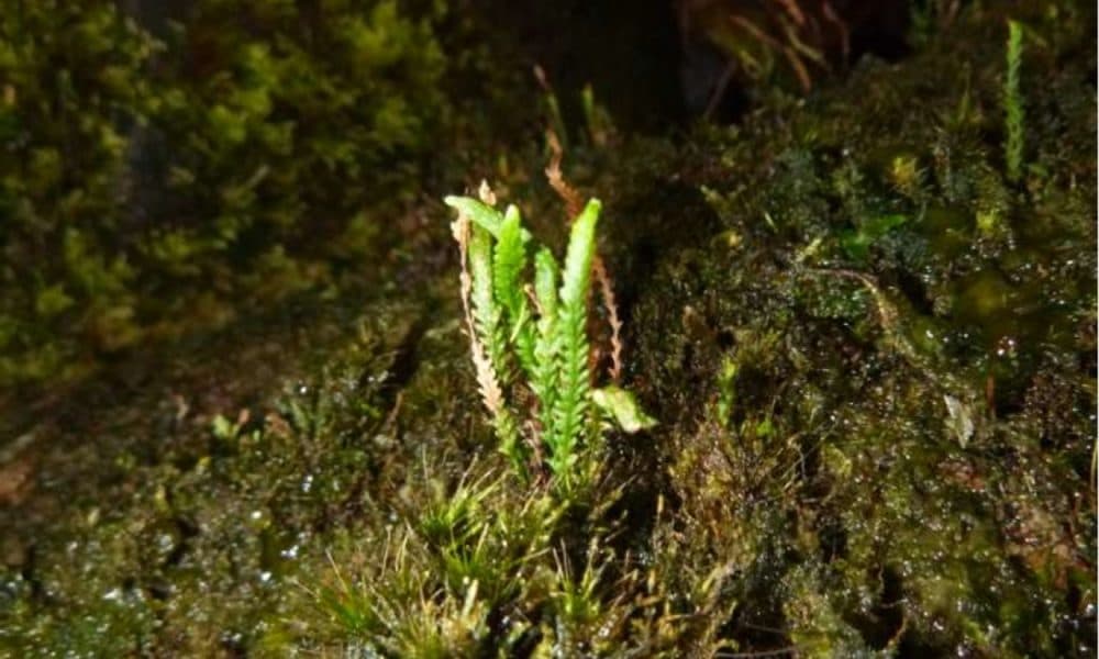 Second rare fern discovered in National Park