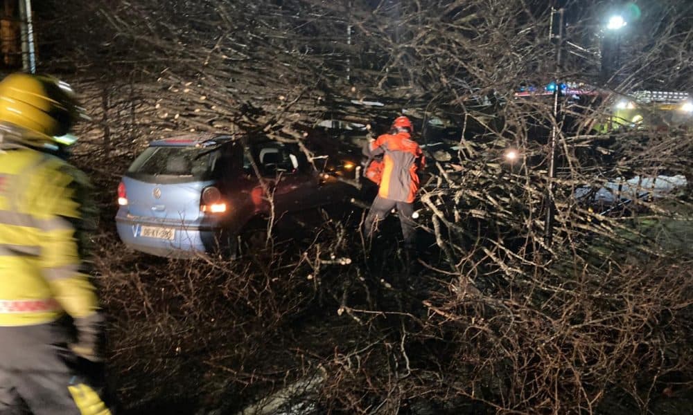 Council to examine condition of trees on New Road