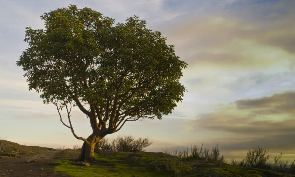 Arbutus trees are iconic in Killarney