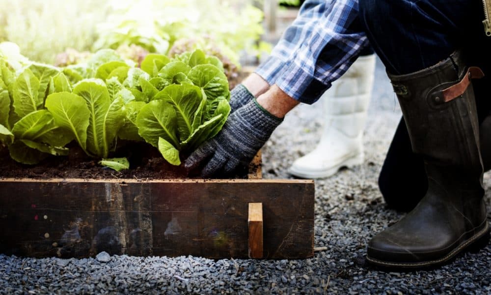 Planning and preparing a vegetable garden