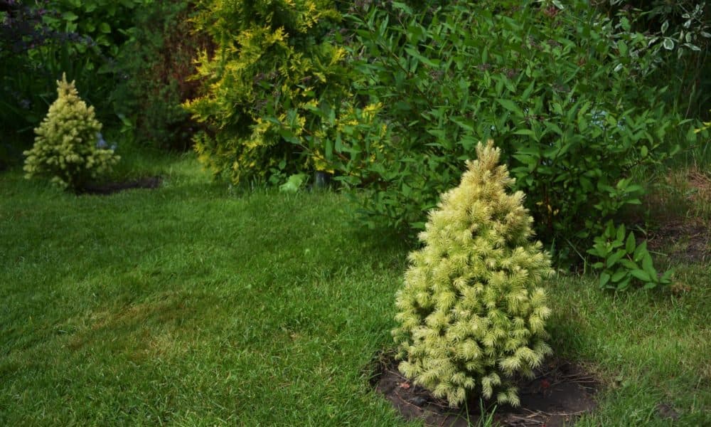 Conifers can be used anywhere in the garden