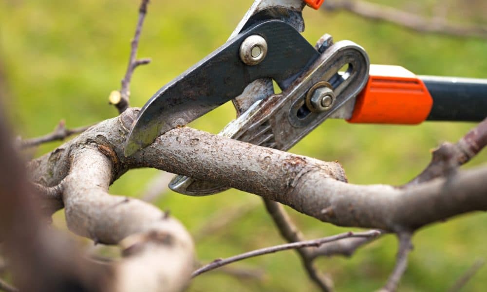 Pruning is an easy job