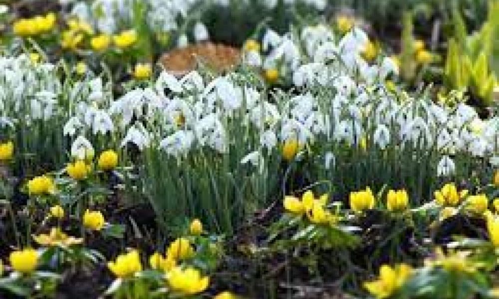 Snowdrops and daffodils making an early appearance this year