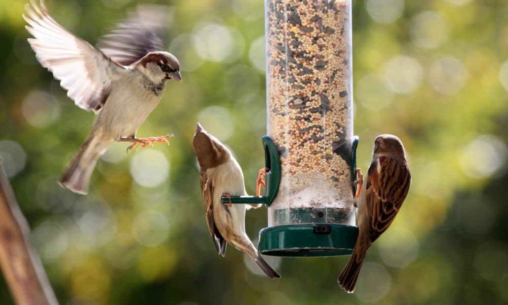 Enticing birds to your garden can lower stress