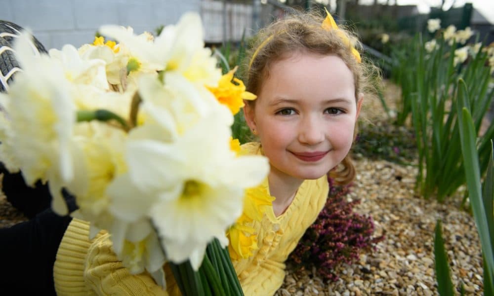 Daffodil Day takes place today