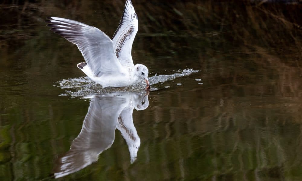 Keith's perfectly timed photo is a winner