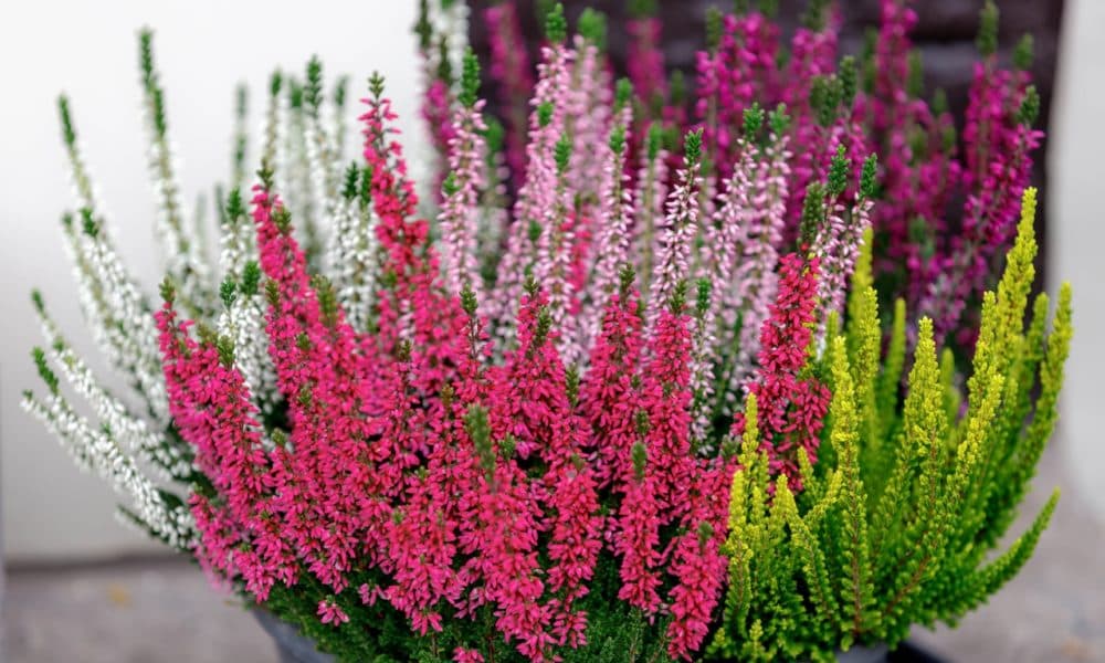 Add heather for plenty of garden colour