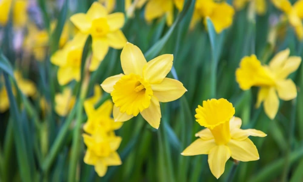 Daffodils are possibly the easiest bulbs to grow