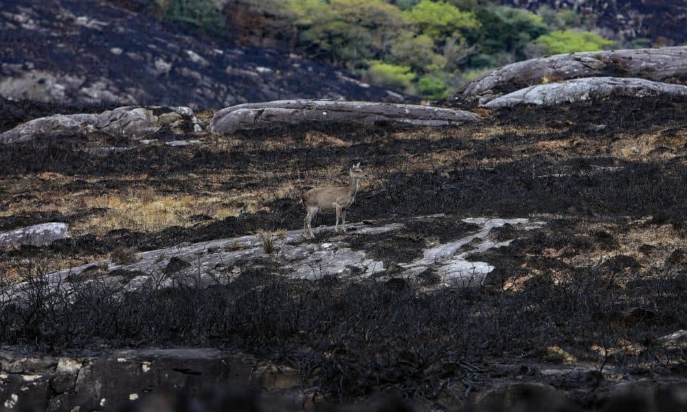 Dedicated fire helicopter for National Park