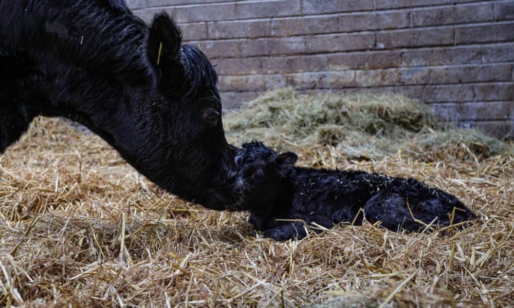 First born Kerry Calf of the year is a girl!