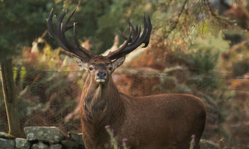 Killarney's "grand master" spotted in National Park