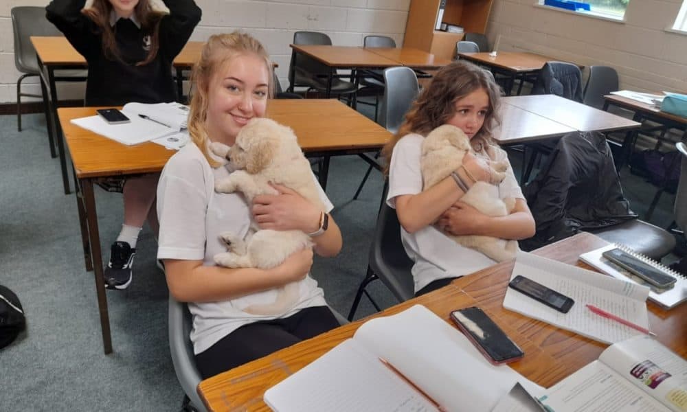 Cuddles all round as specially trained puppies visit students