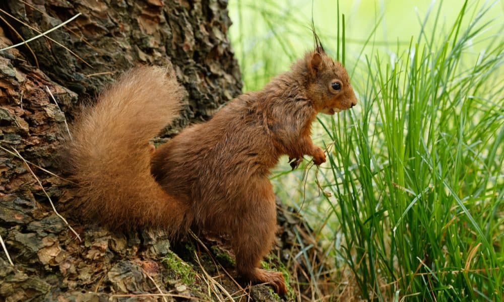 Red squirrel a winner in camera club competition