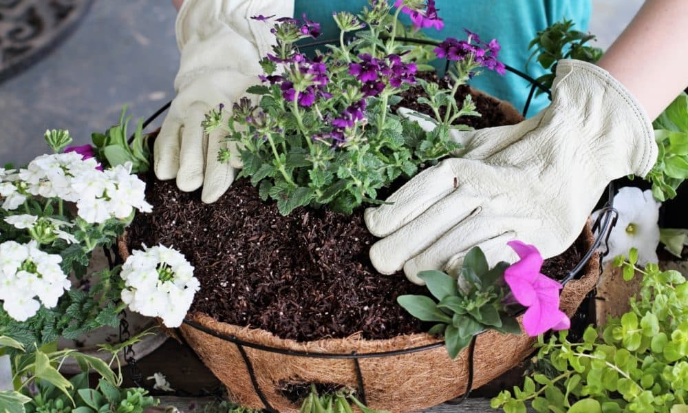 The perfect hanging basket is easy to create