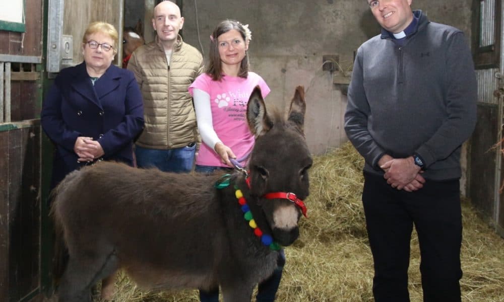 Little donkey to raise the roof in Glenflesk