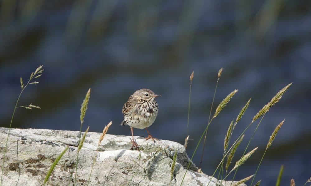 Endangered birds the focus of information evening 