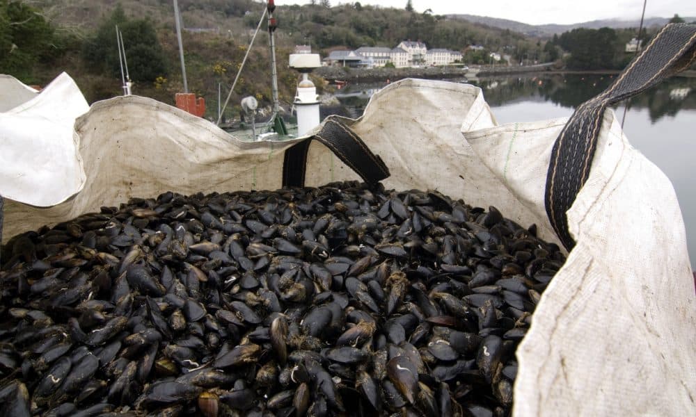 Shellfish warning issued for Castlemaine Harbour