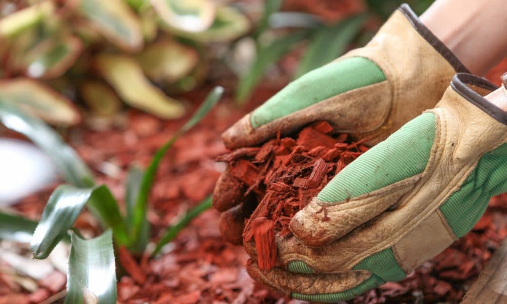 Garden maintenance and cleaning