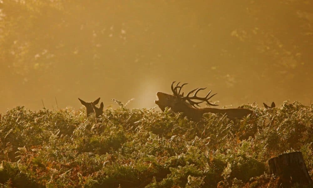 Public invited to inaugural 'Call of the Wild' events