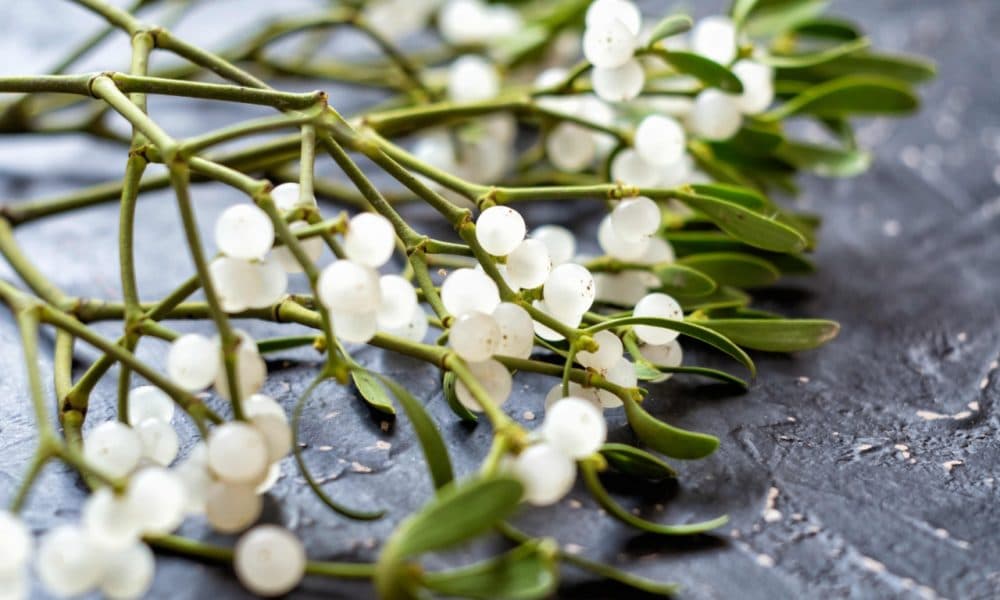 A kiss under the mistletoe!