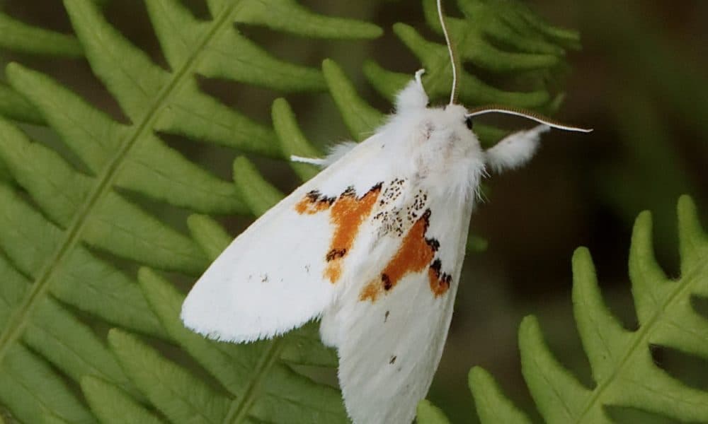 Rare moth discovered in Killarney National Park