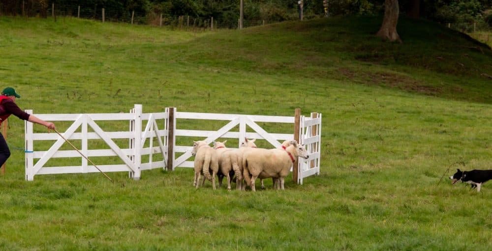 Tom honoured for Sheepdog Trial success