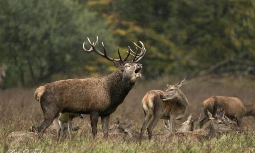 Public invited to view spectacular Red deer rut 