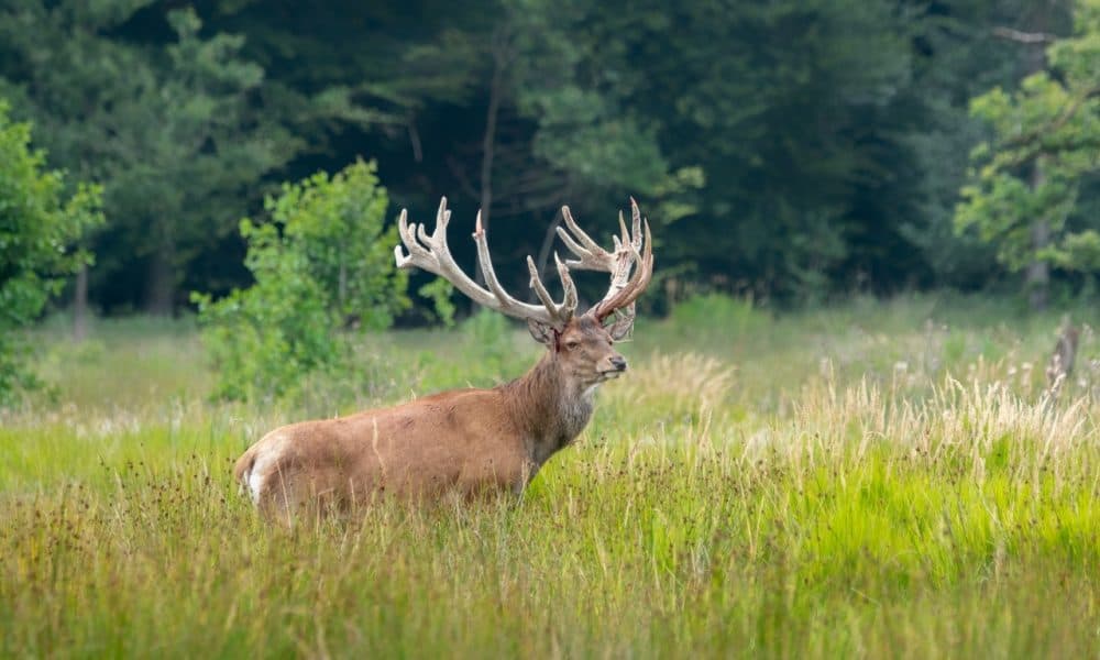 Public consultation on deer management launched