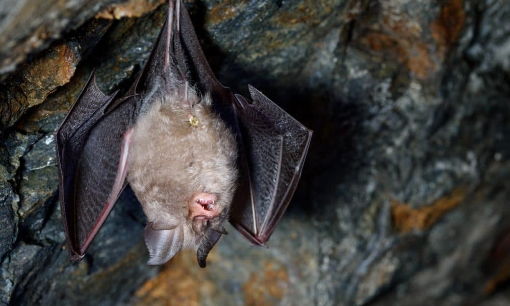 Planning for large-scale development refused over risk to bats