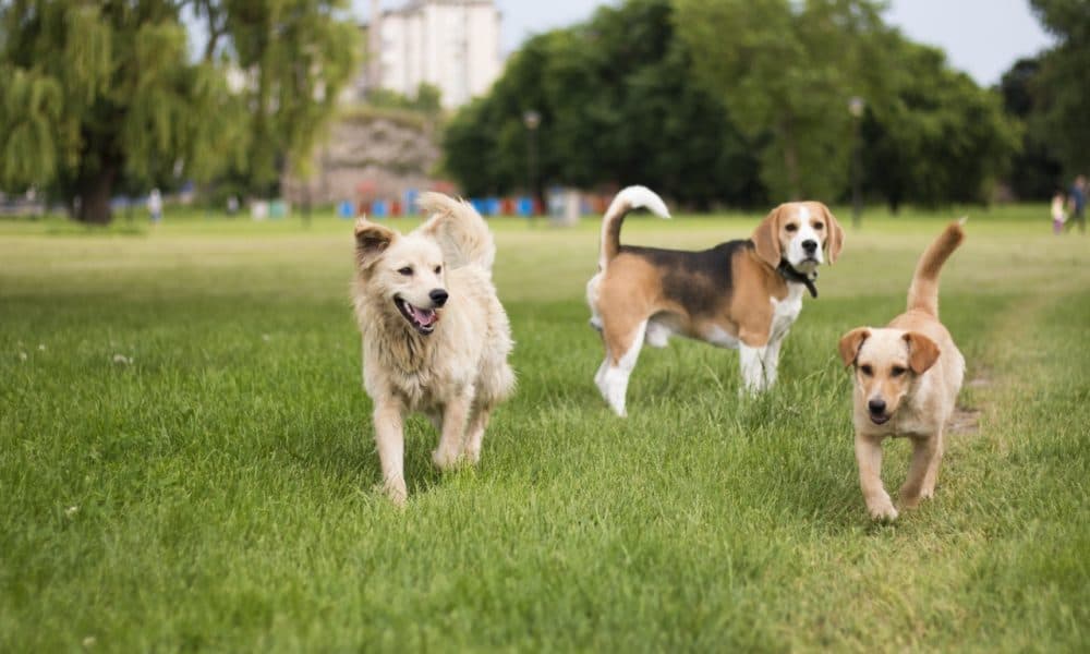 Dog park idea still on the agenda