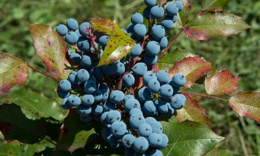 Mahonias are incredibly hardy this time of year